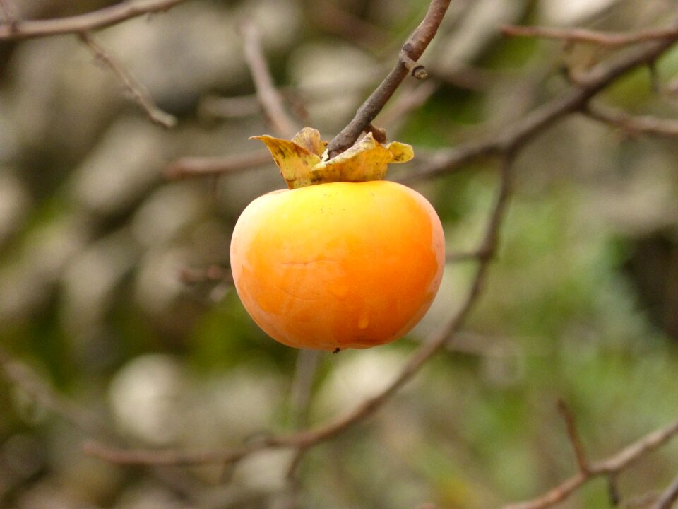 Rosewood autumn orange