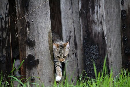 Cat baby young cat domestic cat