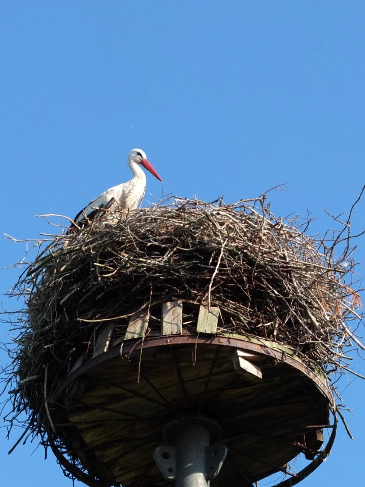 Storchennest rattle stork nature