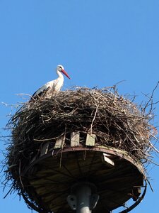 Storchennest rattle stork nature photo