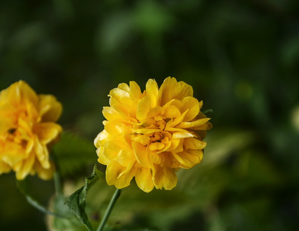 Medicinal autumn close-up