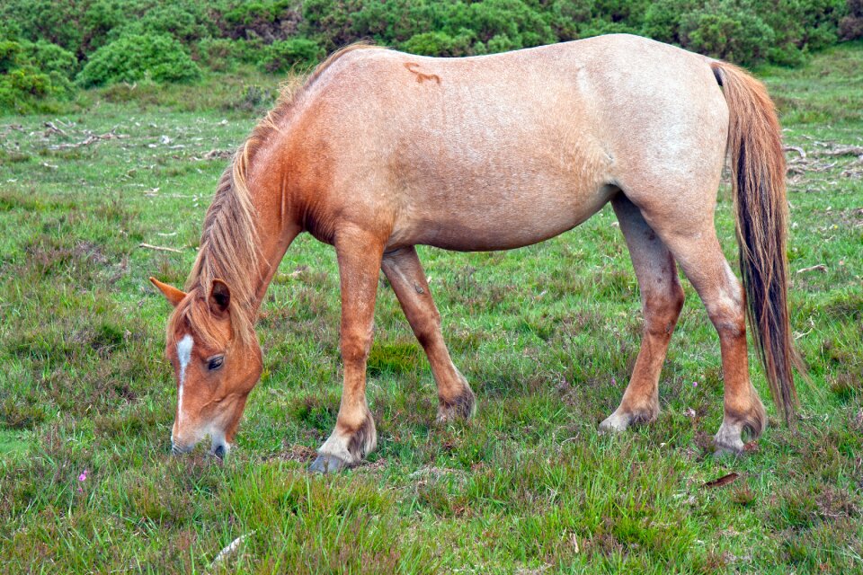 Roan new forest pony grazing