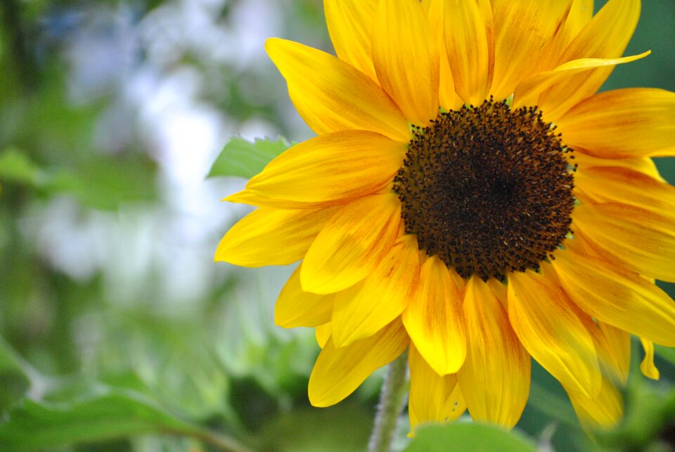 Close up garden yellow flower photo