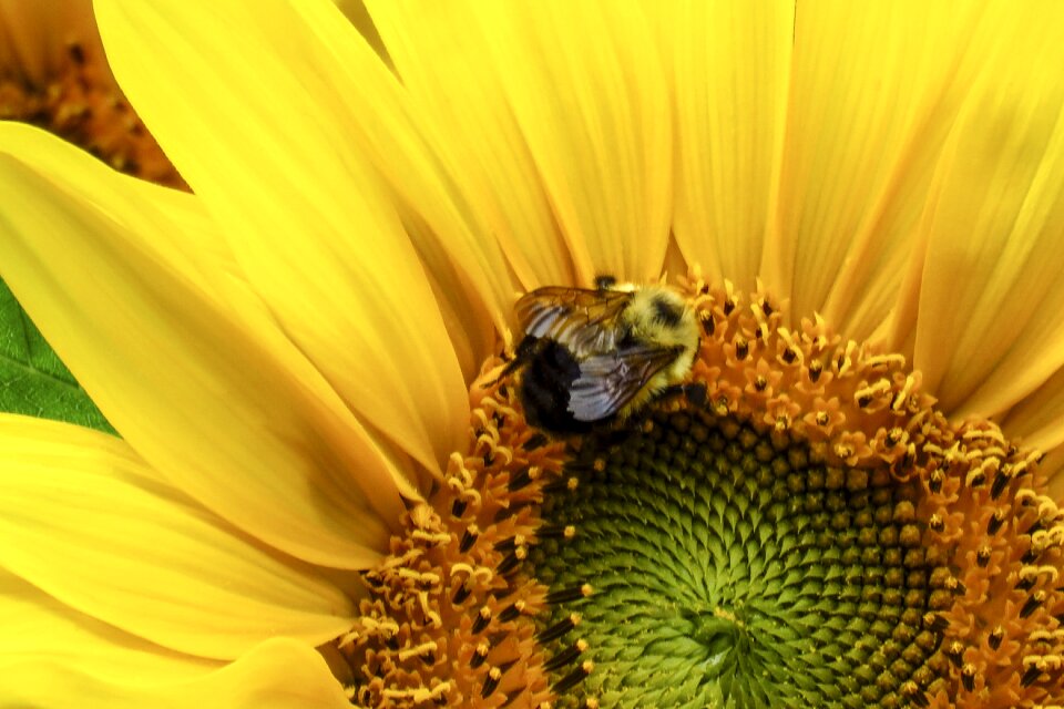 Close up bumble bee insect