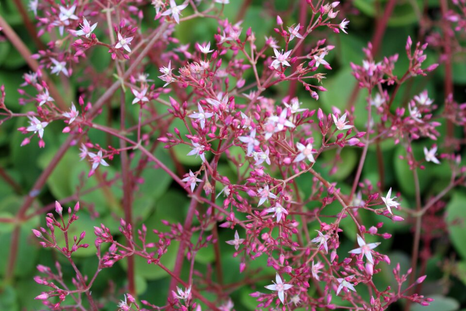 Pink flower plant