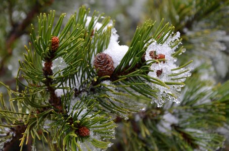 Winter christmas tree mountains