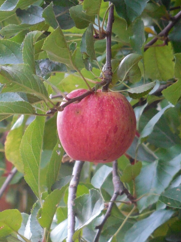 Healthy fresh organic