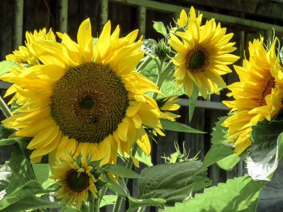 Close up nature summer
