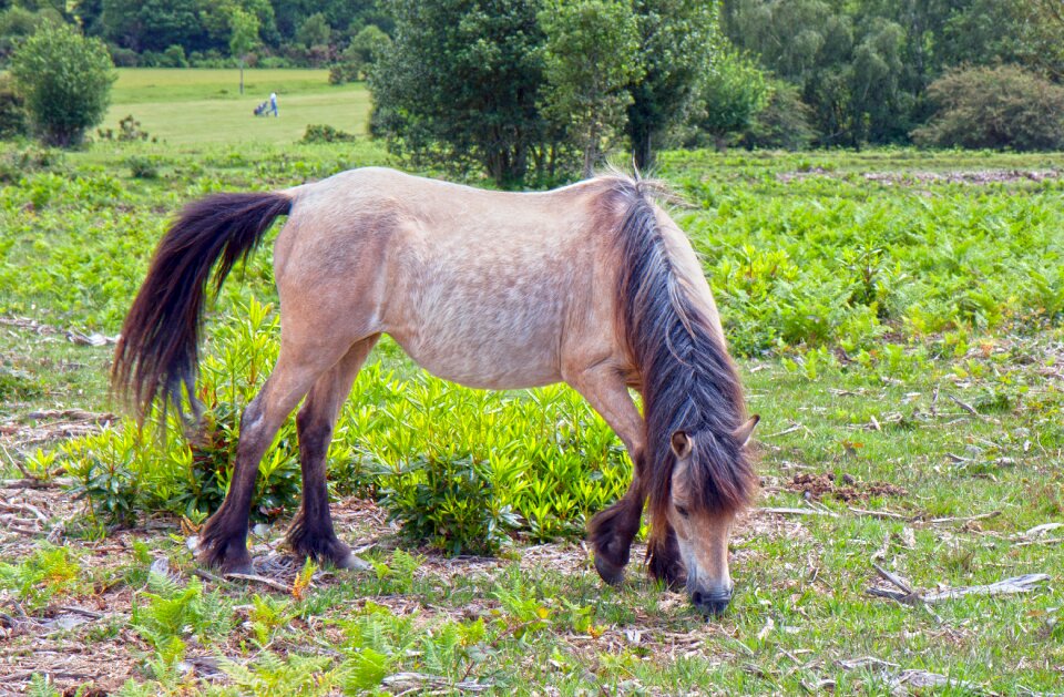 New forest pony wild grazing