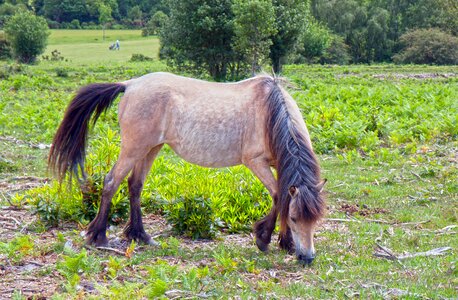 New forest pony wild grazing