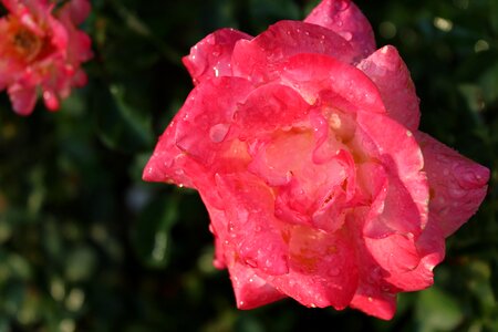 Flower pink rose petal photo