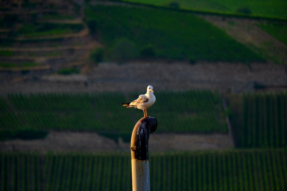 Nature water bird waterfowl