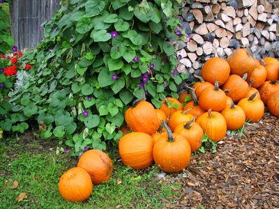 Halloween harvest october