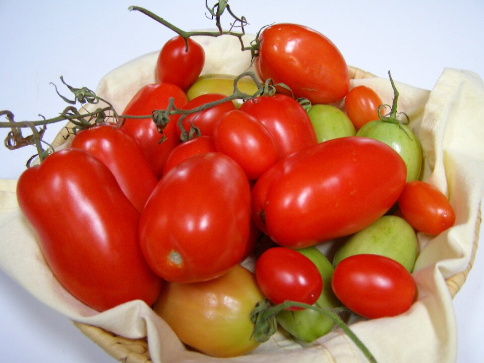 Roma tomato plum tomato cluster