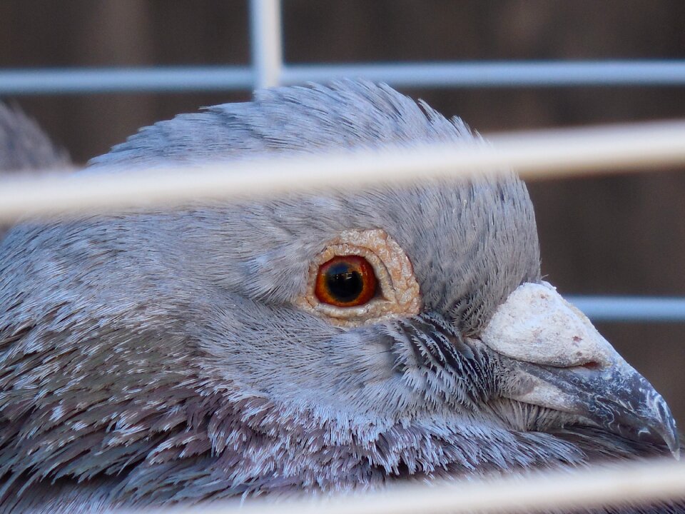 Blue wildlife outdoors