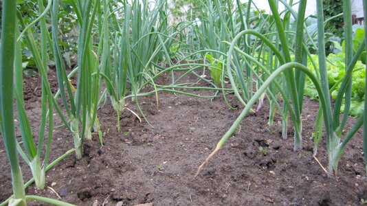 Garden will gardening