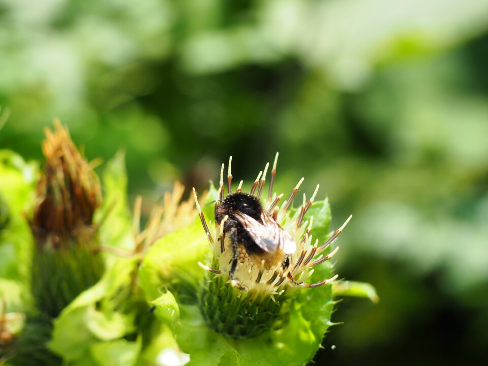 Nature insect honey