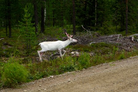 Deer reindeer forest