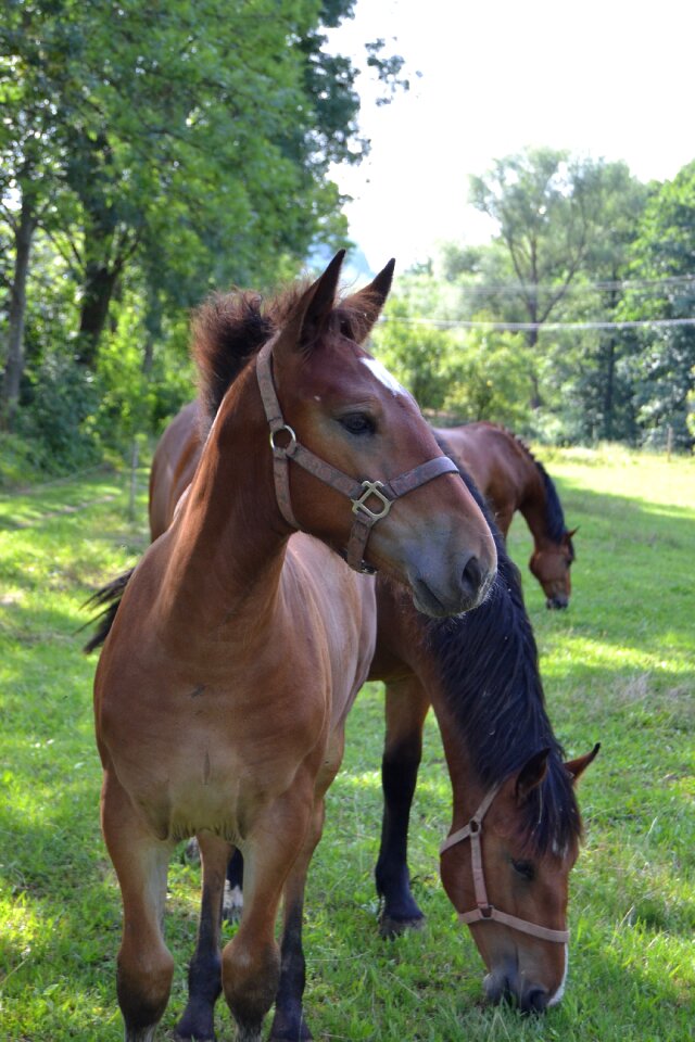 Green grass horses