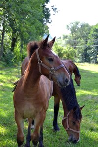 Green grass horses