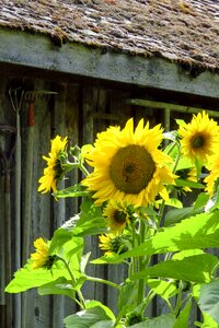 Nature summer blossom