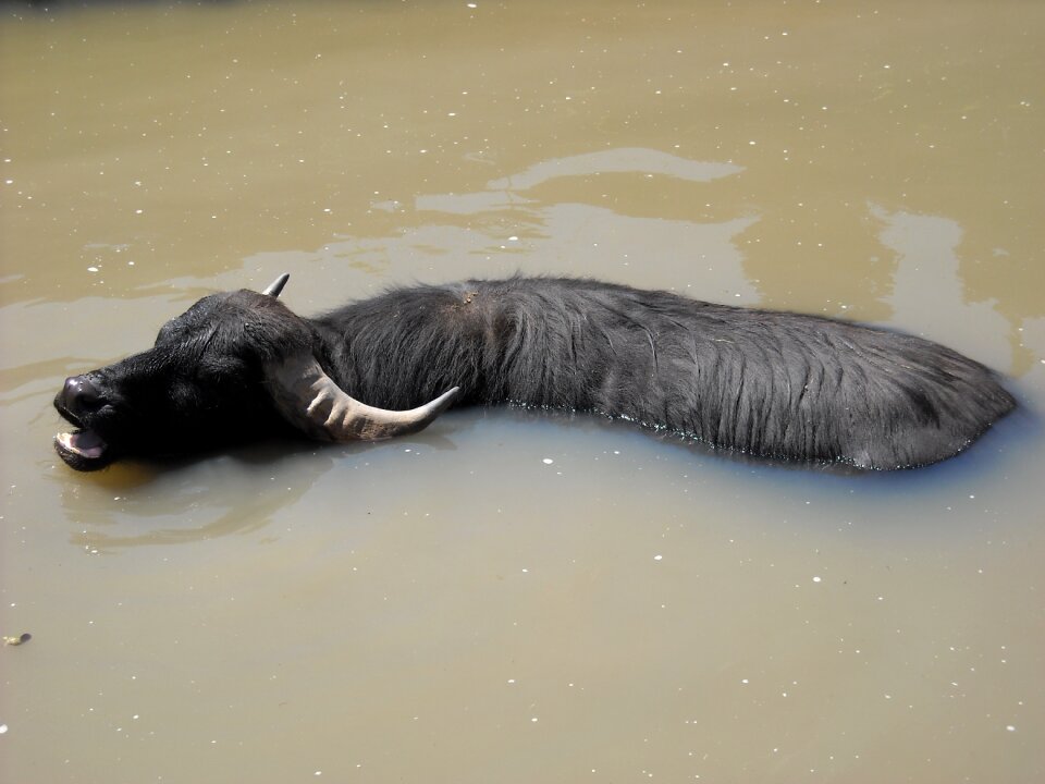 Horns fauna nature