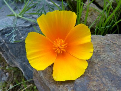 Yellow rock poppy