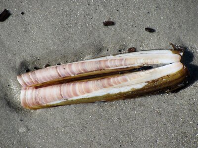 Nordsee razor-shell photo