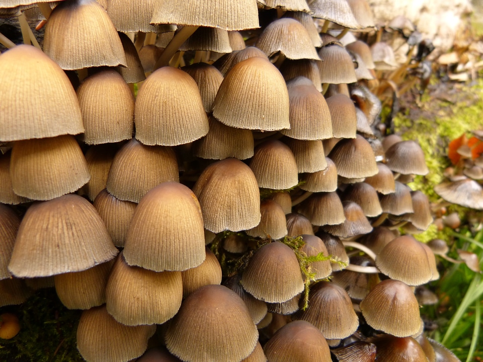Nature plant colony