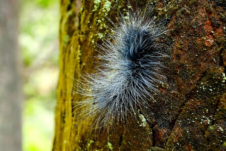 Pet huge caterpillar moth