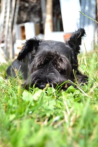 Miniature schnauzer black schnauzer the little black schnauzer