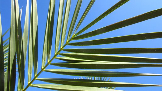 Palm leaf fan shaped subjects