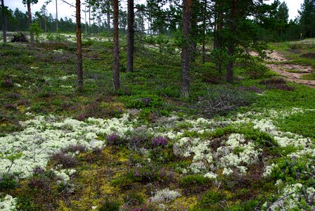 Forest lichen blueberries