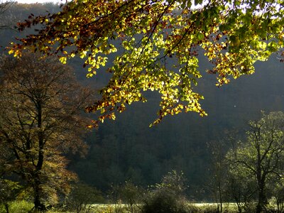 Light leaves in the autumn golden autumn photo