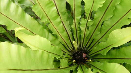 Green plant flora photo