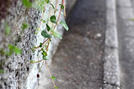 Sidewalk plant creeper