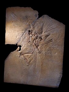 Archosaurs transitional form petrification