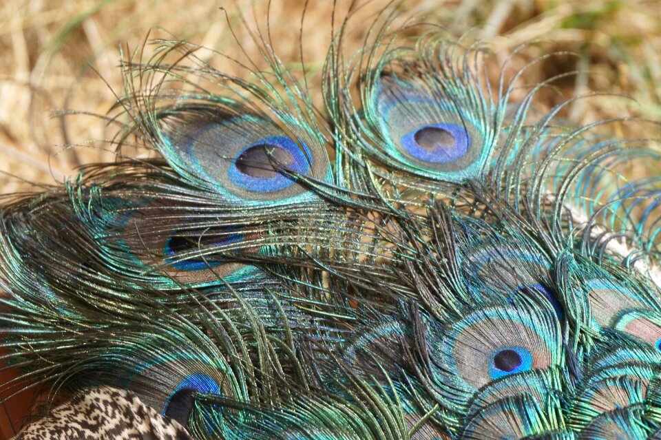 Peacock feather bird nature
