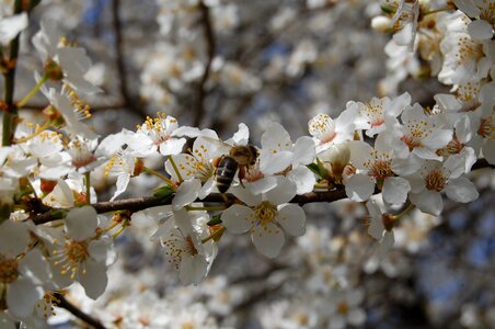 White flowers blossom bee photo