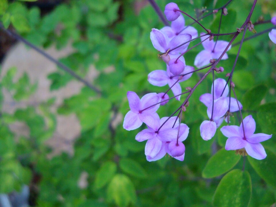 Green nature flower garden