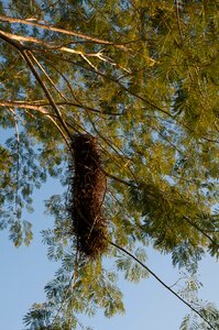 Tree hanging wildlife photo