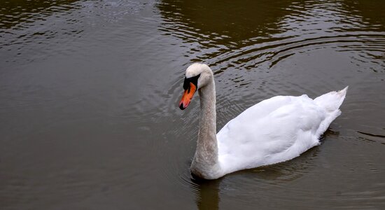 Animal swan water photo