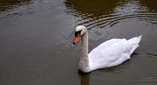Animal swan water