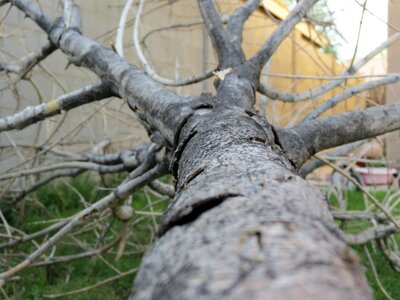 Bark outdoor backyard