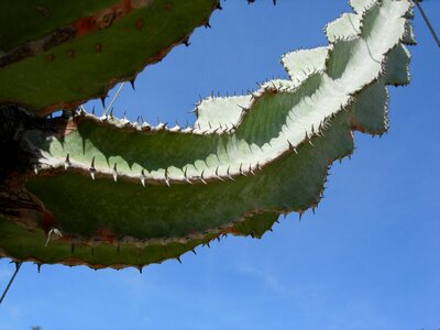 Spice thorns thorn