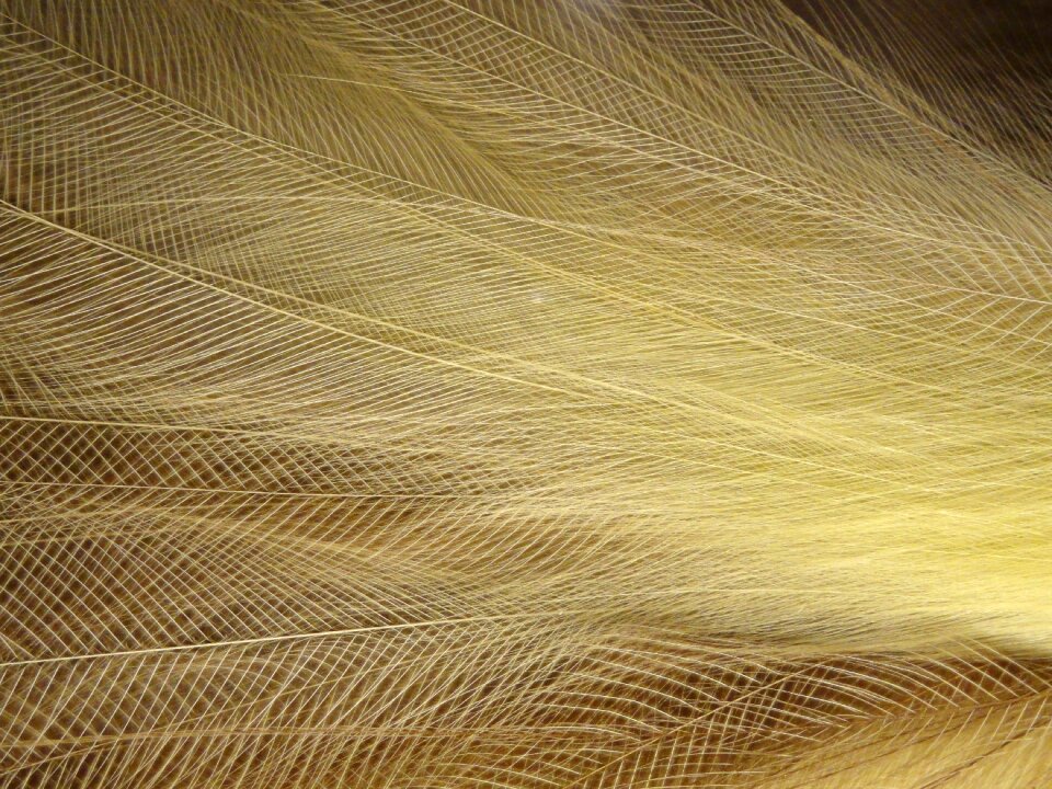 Closeup structure texture