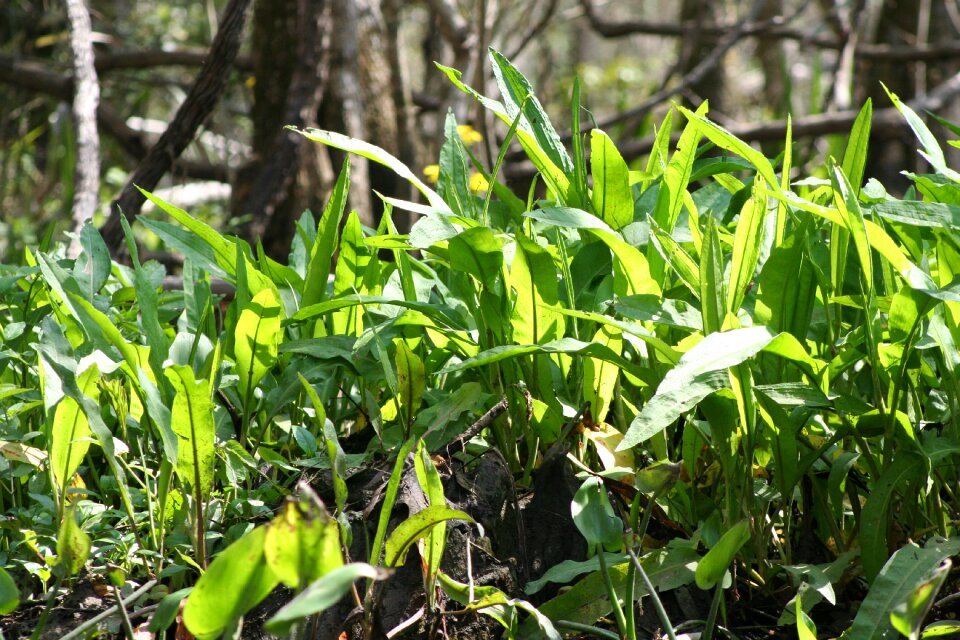 Plants water leaves