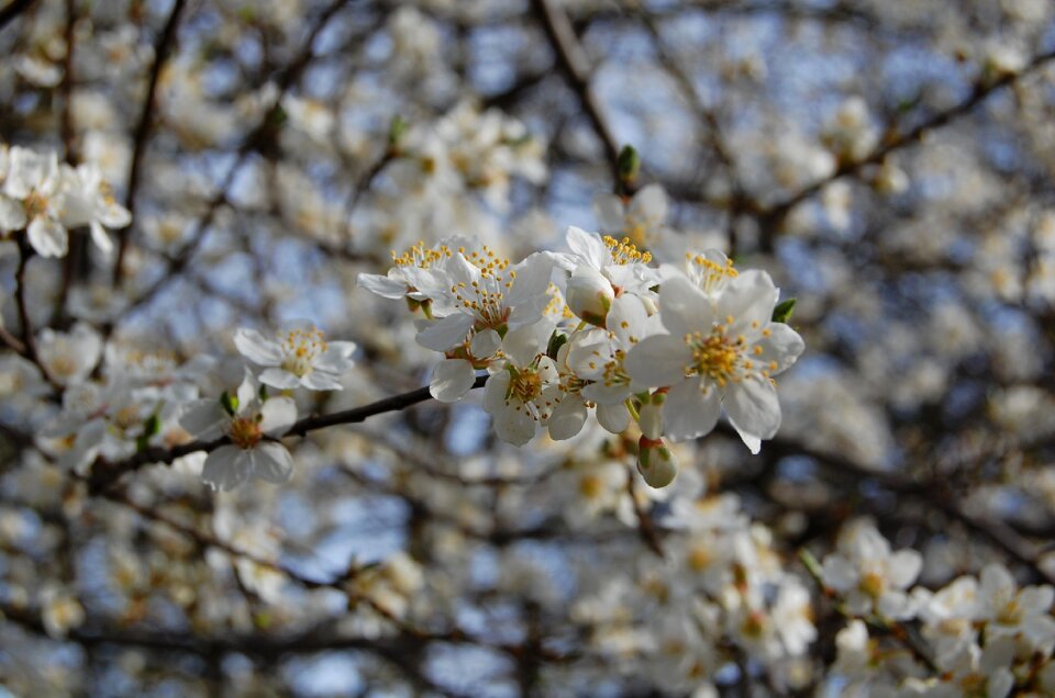 Fruit tree white flowers tree