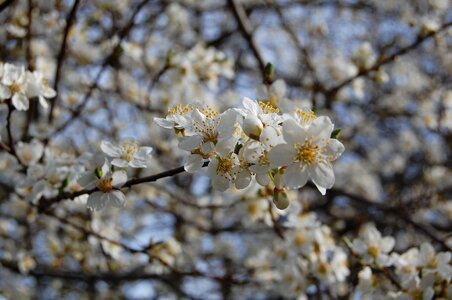 Fruit tree white flowers tree photo