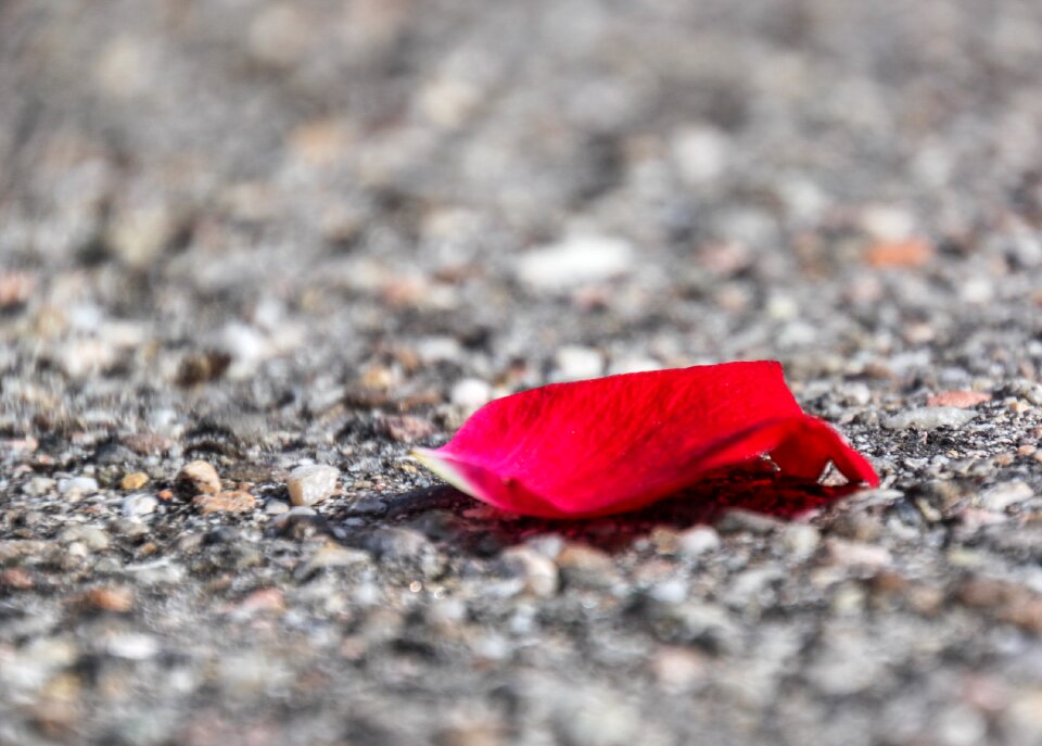 Asphalt red petal